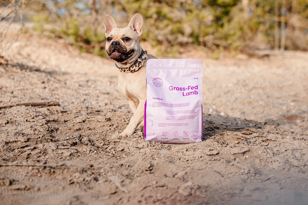 Hund med Buddy spannmålsfritt hundfoder