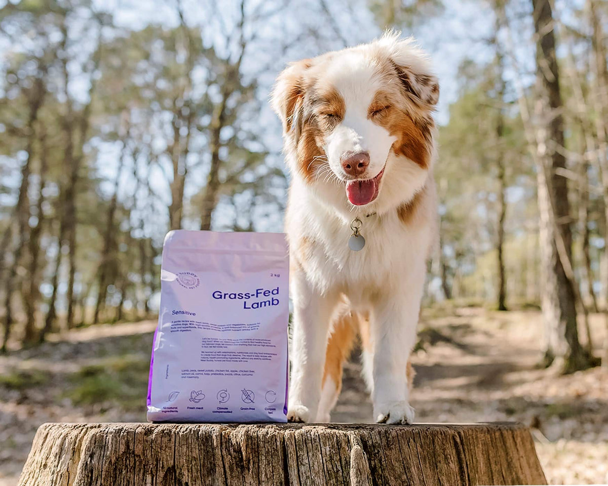 Hund med Grass-Fed Lamb hundfoder