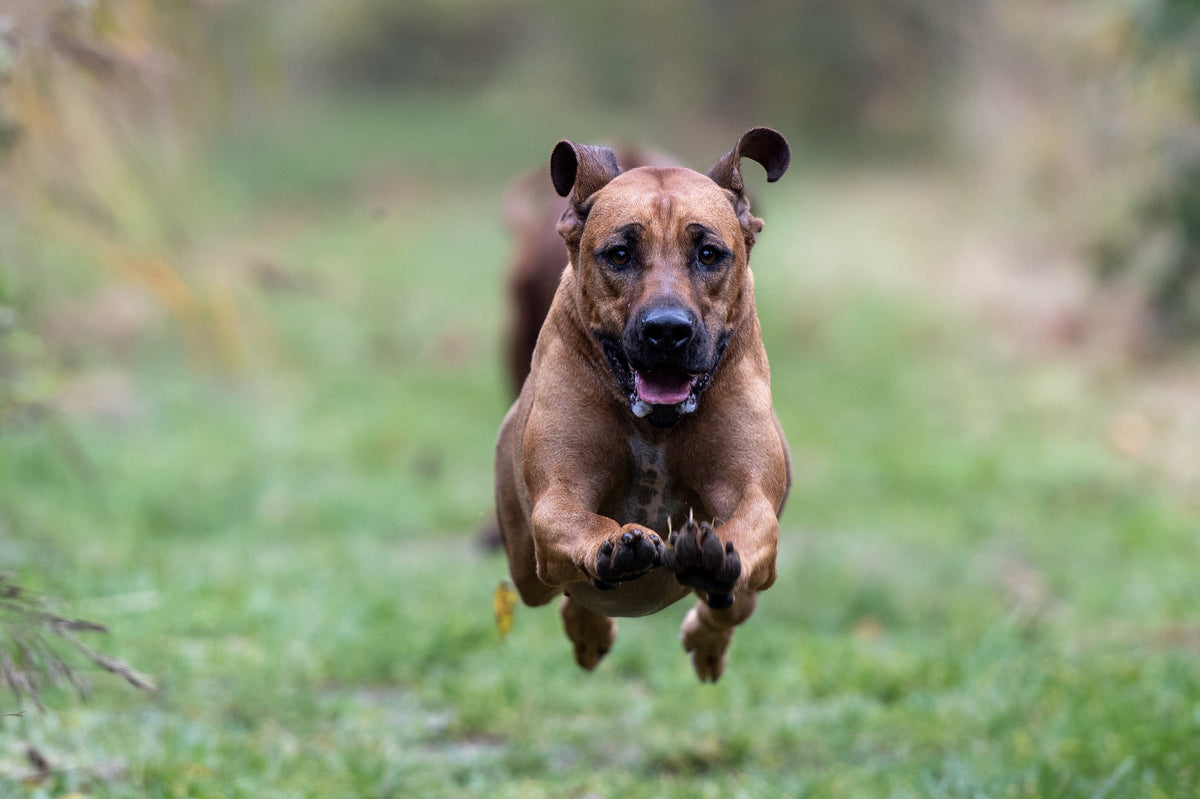 Hund som springer mot sin ägare