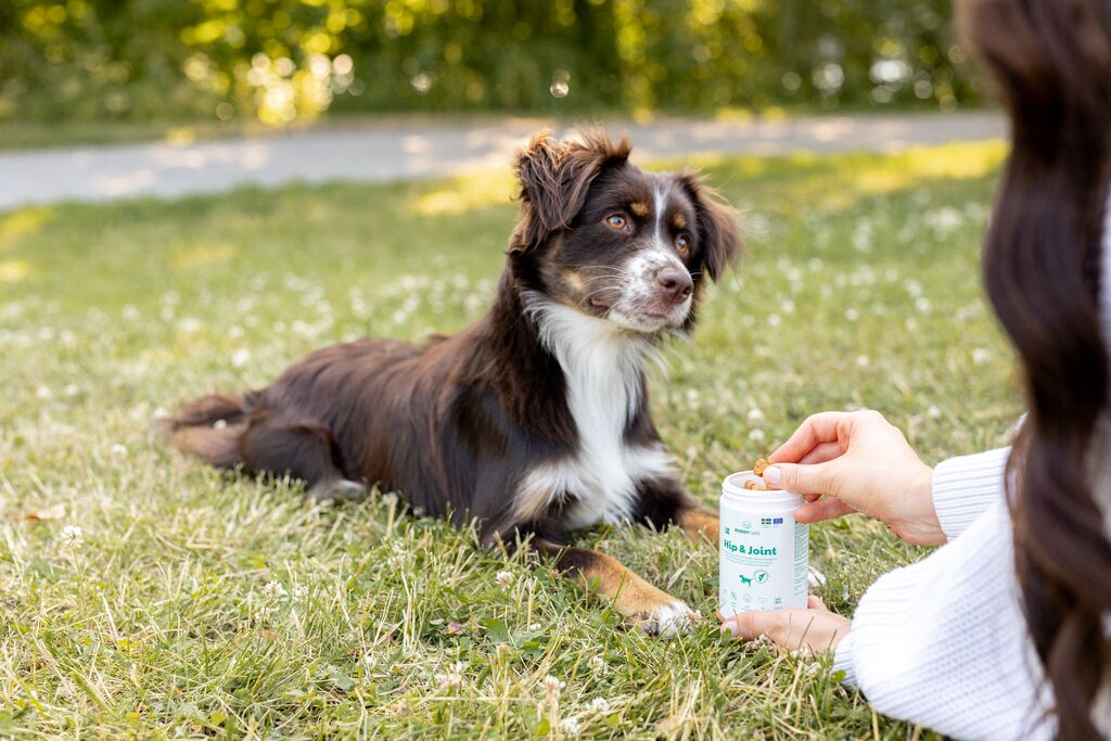 Hund på gräset bredvid en burk Buddy kosttillskott