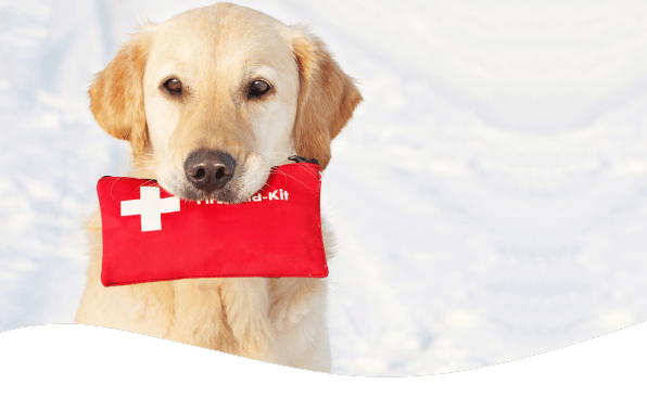 Första hjälpen för hund