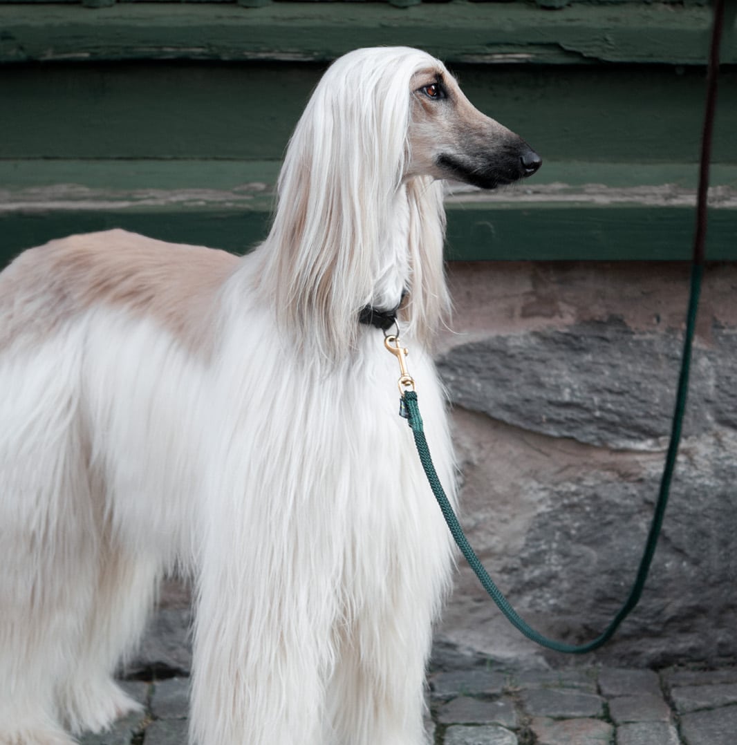 Hund i koppel