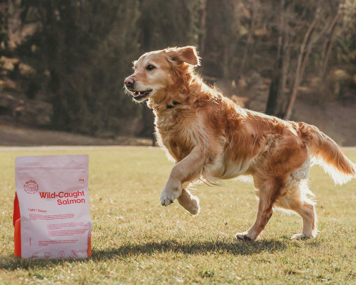 Hund som springer i naturen