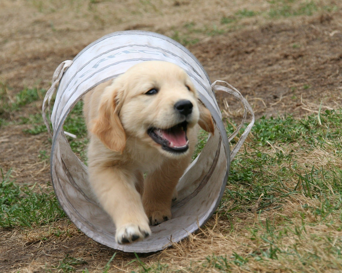 Golden retriever-valp i gräset