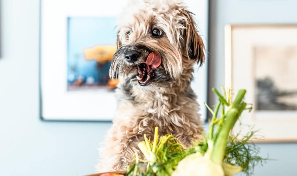 Mat som både du och din hund kan äta