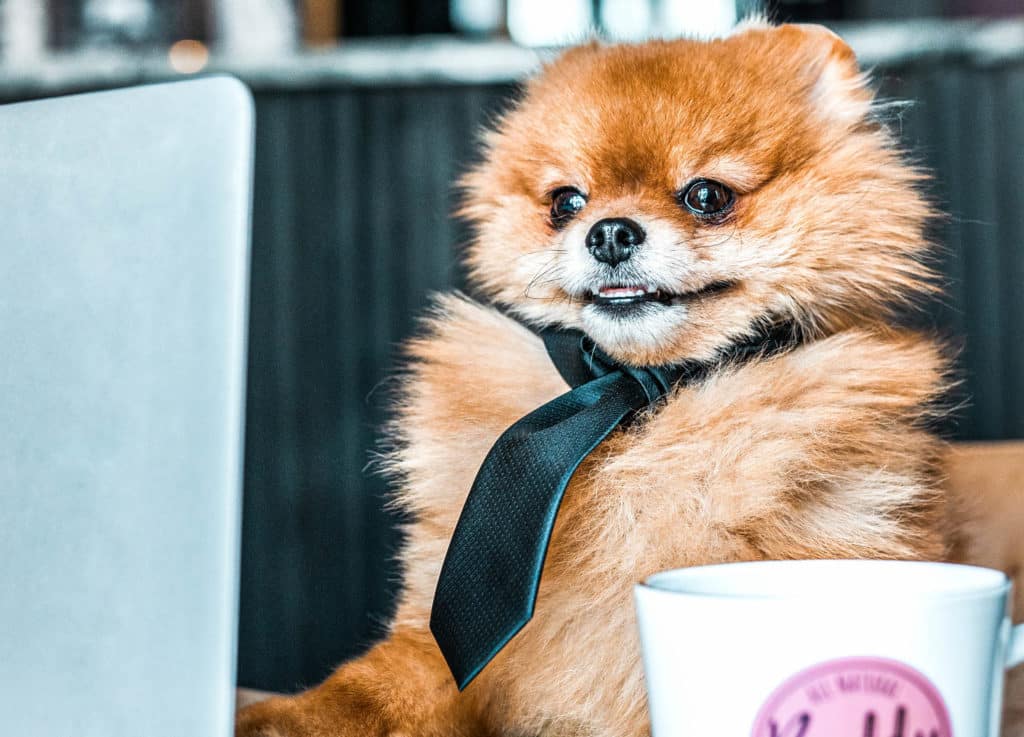 7 tips för en gladare kontorshund
