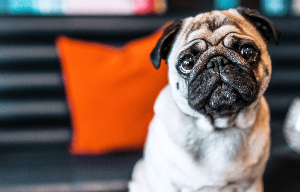 Varför har hundar dålig andedräkt?