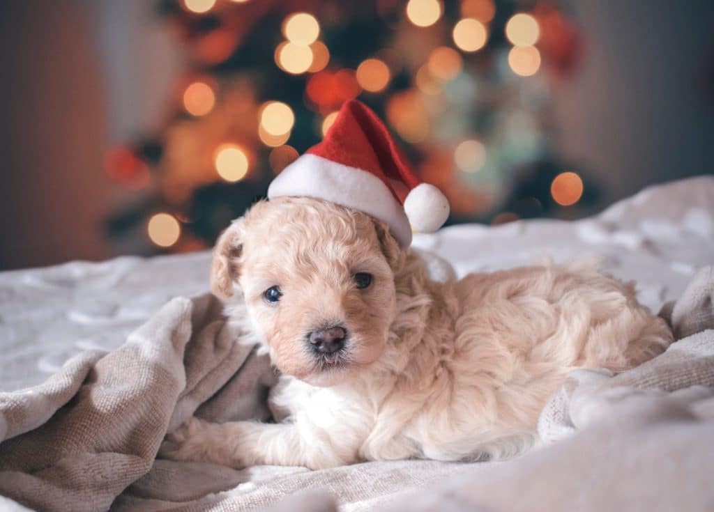 10 julklappstips till din hund