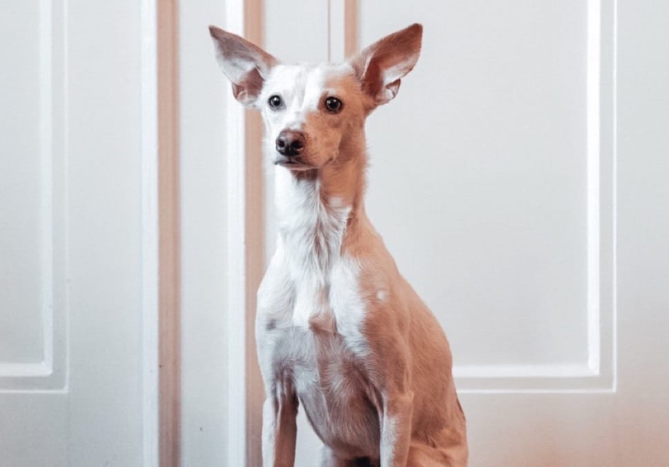 10 snabba frågor med vår nya kontorshund Cocos
