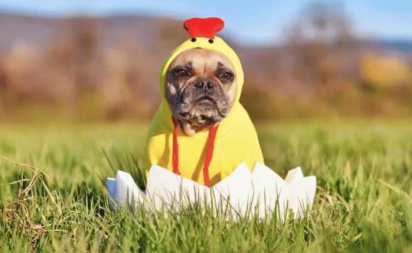 5 saker från påskbordet som din hund kan äta
