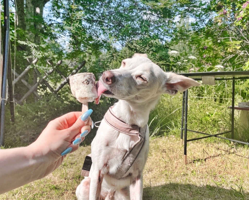 Gör din egen hundglass
