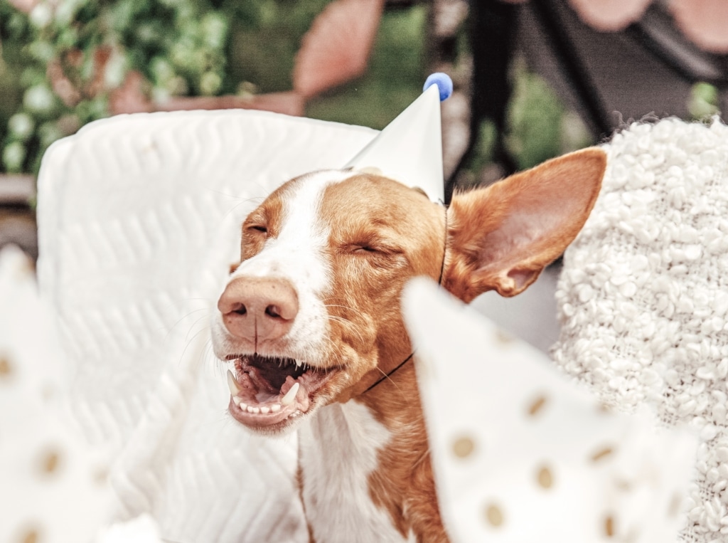 Så hundsäkrar du kräftskivan!