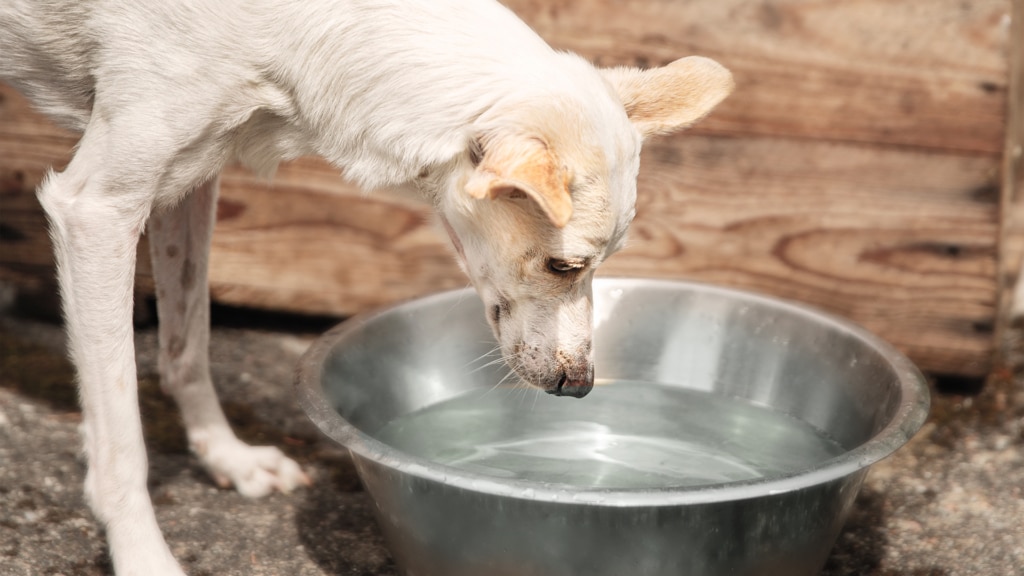 Tips på hur du får din hund att dricka mer vatten