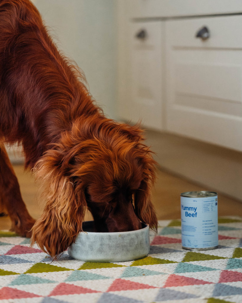Buddy Pet Foods | 10 julklappstips till din hund | Hundfoder / hundmat / våtfoder biff