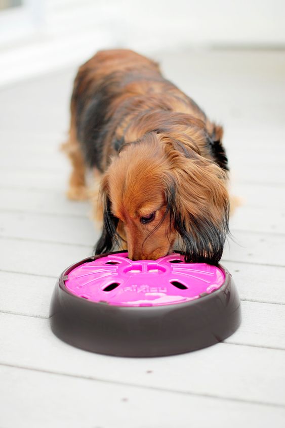 Buddy Pet Foods | 10 julklappstips till din hund | Aktiveringsmatskål hund