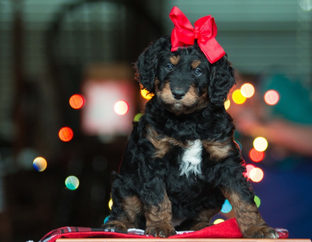 Buddy Pet Foods | 10 julklappstips till din hund | Valp jul