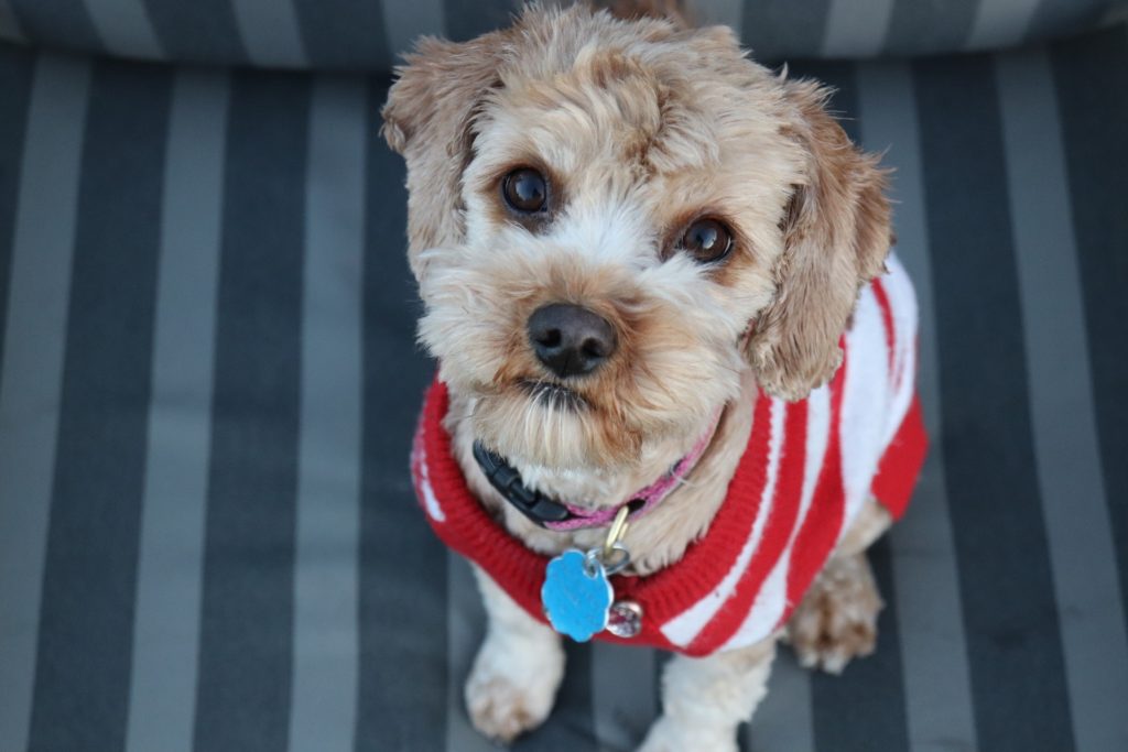 Buddy Pet Foods | 10 julklappstips till din hund | Hundtröja