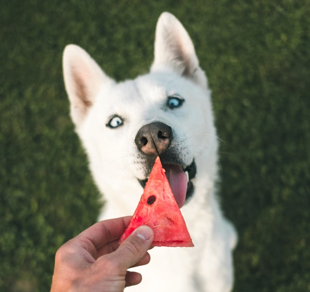 Vilka frukter & bär kan hunden äta?