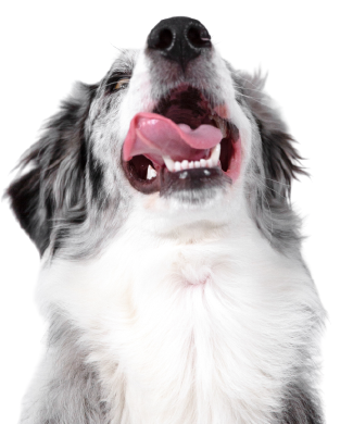 PETBUDDY_Home-Happy_dog_licking_his_mouth