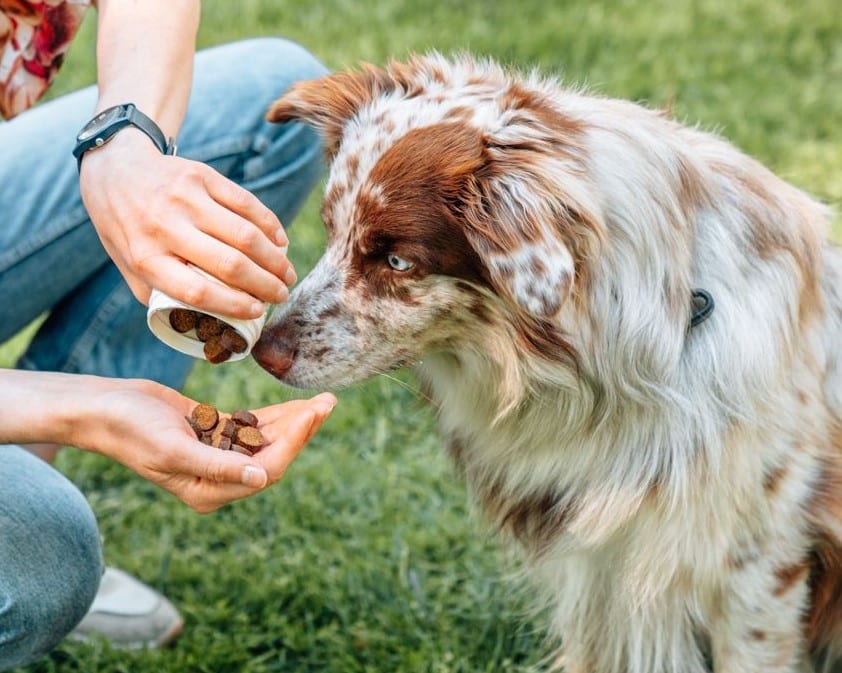 Kosttillskott – främjar hundens hälsa!