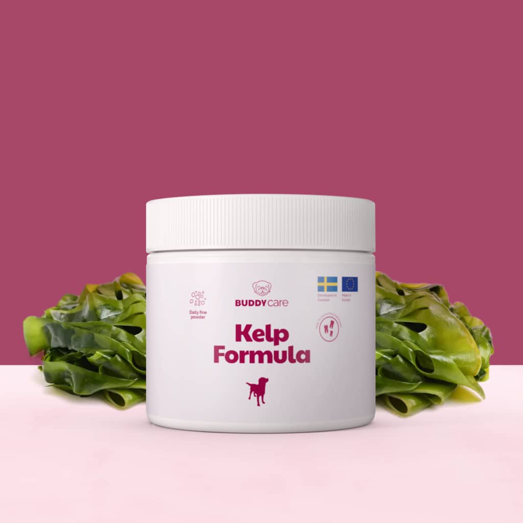 BuddyCare - Kelp Formula