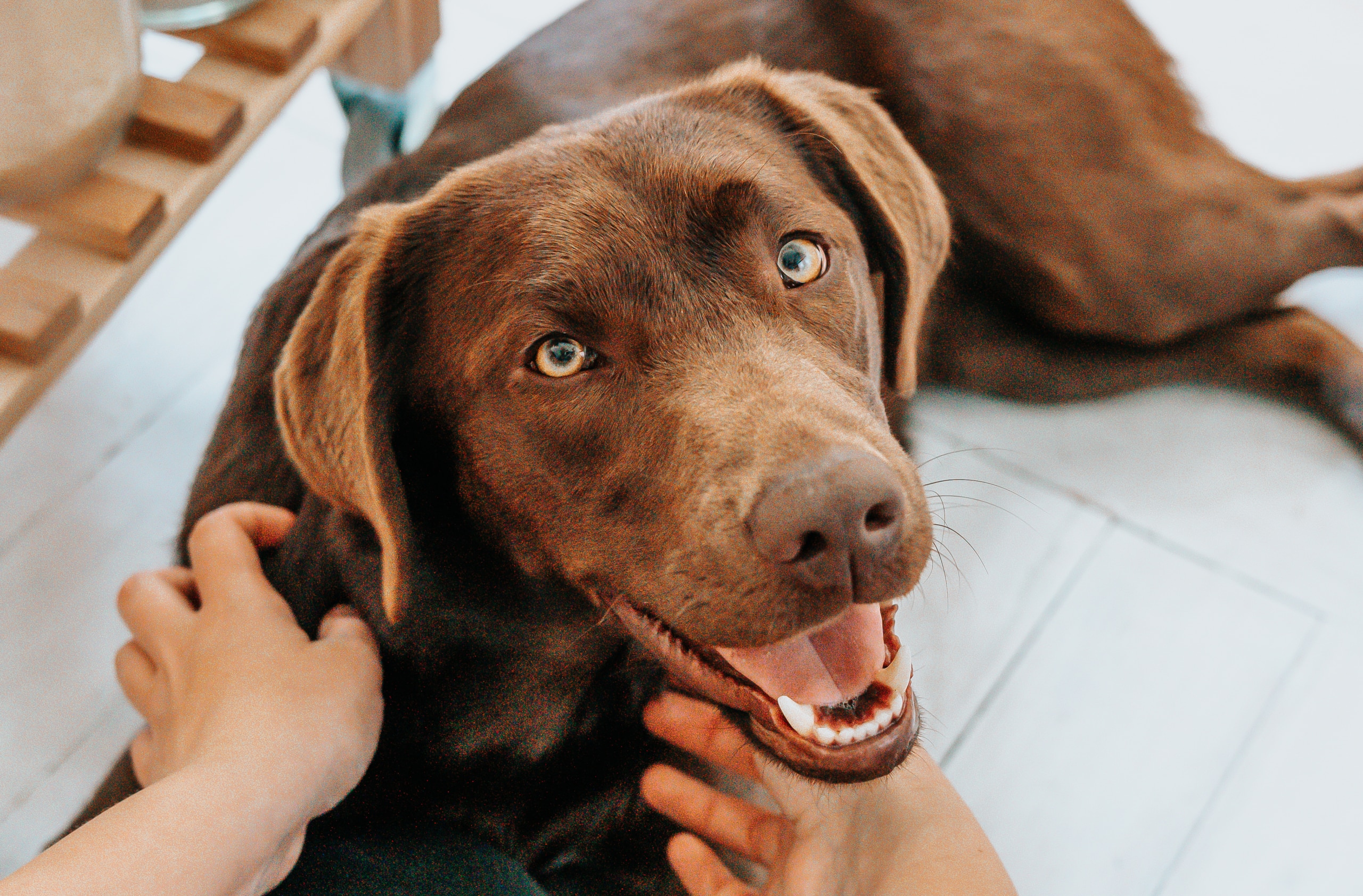 Labrador retriever_tips inför valborg för dig med hund