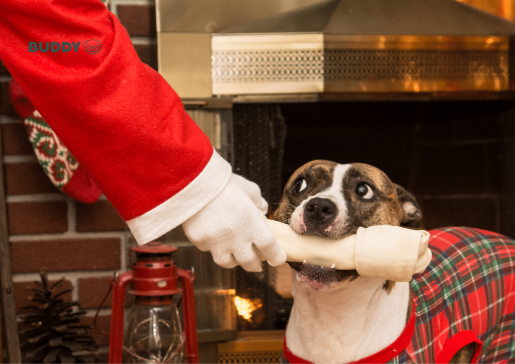 Vad kan hunden äta i jul?