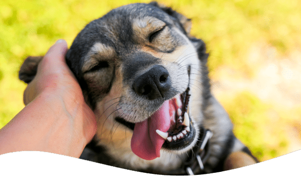 Förstå din hunds signaler