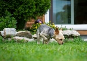 dog-4416643_1920 (1)